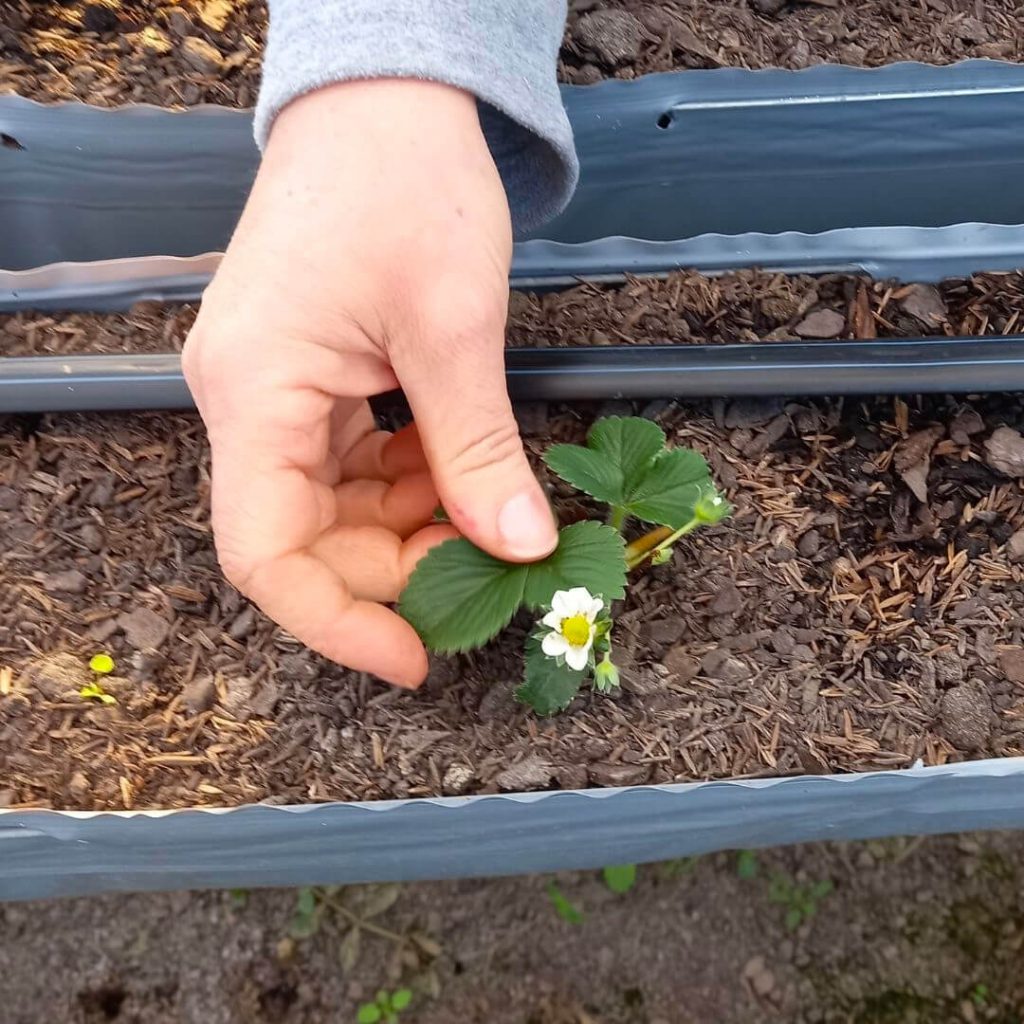 Mão tocando pé de morango